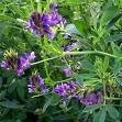 alfalfa